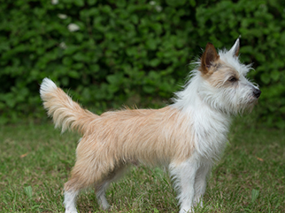 Portuguese Podengo standing