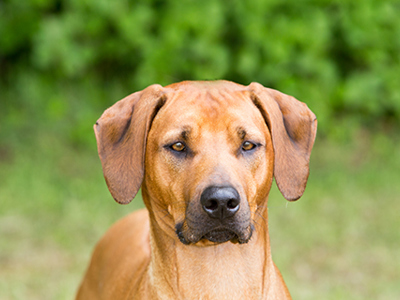 Rhodesian Ridgeback headshot