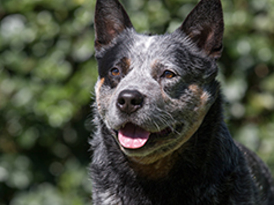 Australian Cattle Dog headshot