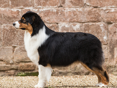 Australian Shepherd standing