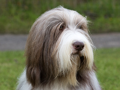 Bearded Collie headshot
