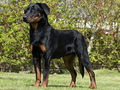 Beauceron standing