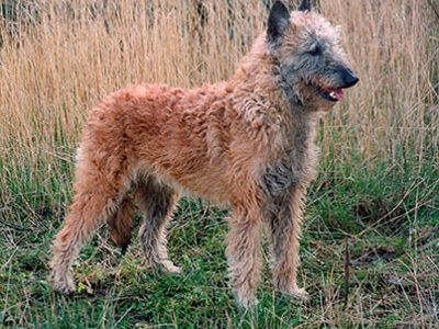 Belgian Shepherd Dog (Laekenois) standing