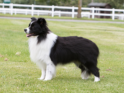 Border Collie standing