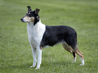 Collie Smooth standing