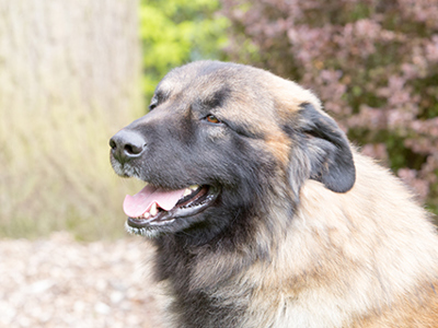 Estrela Mountain Dog headshot