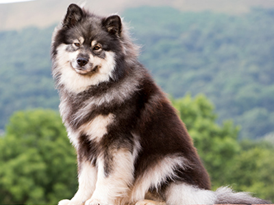 Finnish Lapphund headshot