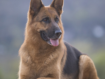 German Shepherd headshot