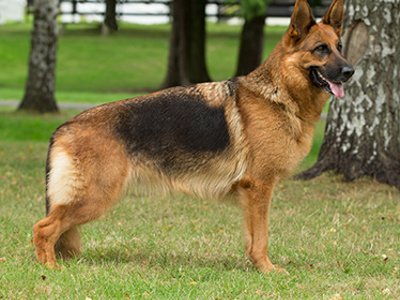 German Shepherd standing
