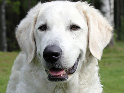 Hungarian Kuvasz headshot