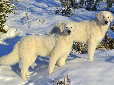 Hungarian Kuvasz standing