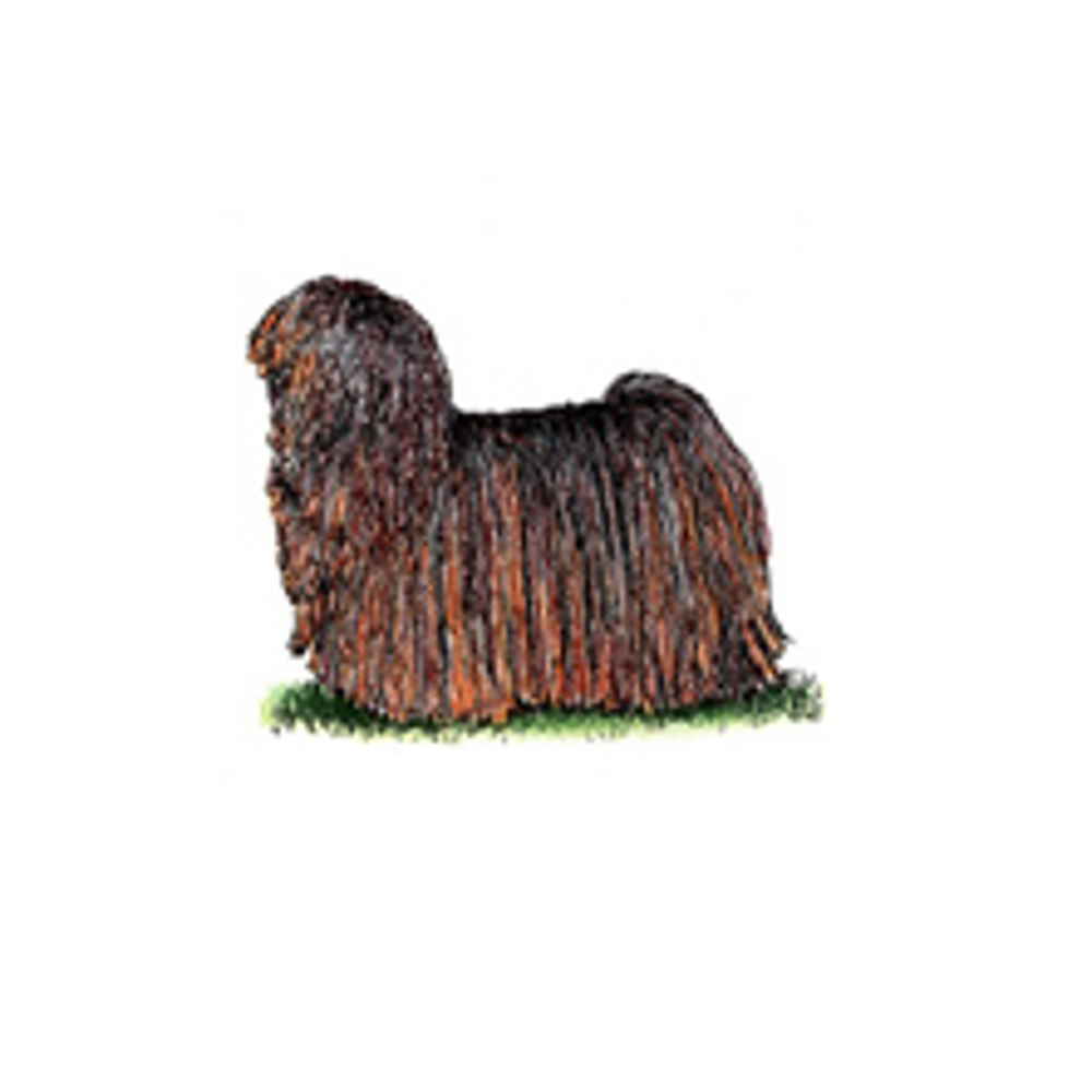 Puli Origin Hungarian Puli | Breeds A to Z | The Kennel Club