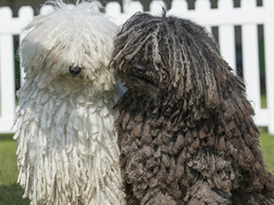 Round Puli Hungarian Puli | Breeds A to Z | The Kennel Club