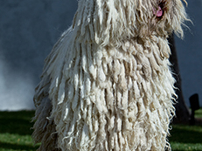 Komondor headshot