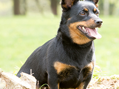Lancashire Heeler headshot