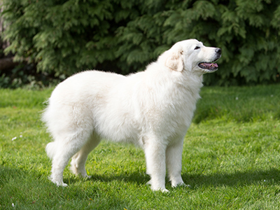 Maremma Sheepdog standing