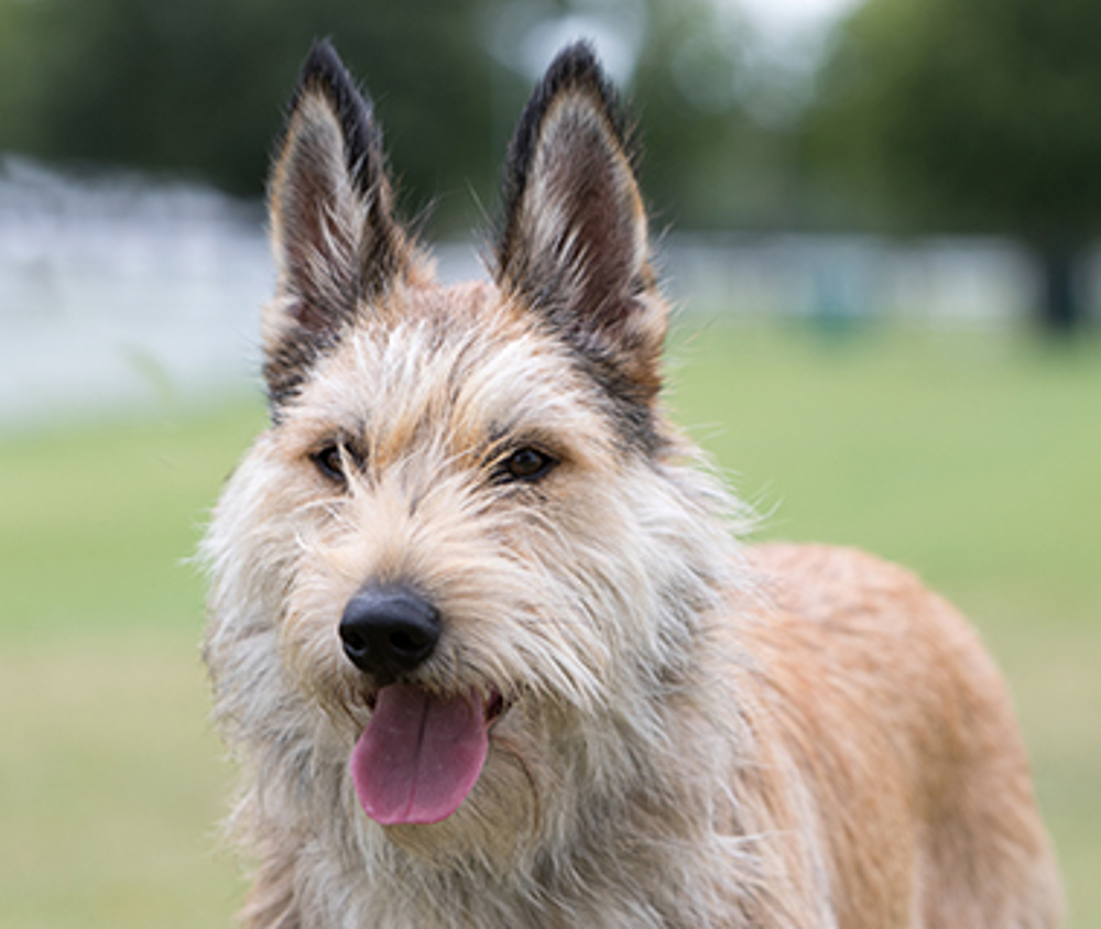 What Type of Dog Is Winn-Dixie? Exploring the Beloved Canine Character and His Breed Roots