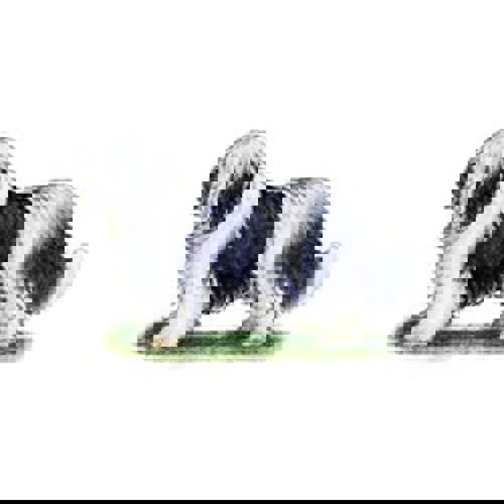 Polish Lowland Sheepdog illustration