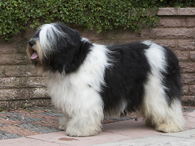 Polish Lowland Sheepdog standing