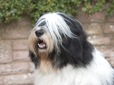 Polish Lowland Sheepdog headshot