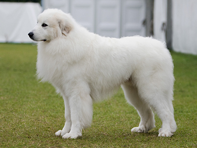 Pyrenean Mountain Dog standing