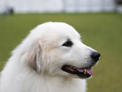 Pyrenean Mountain Dog headshot