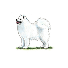 Samoyed illustration
