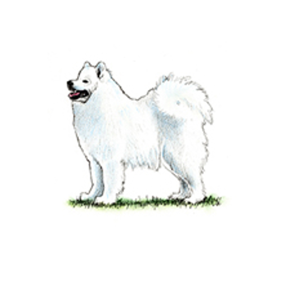 Samoyed illustration