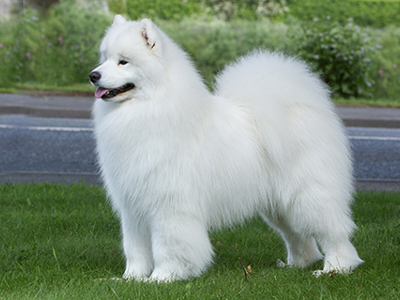 Samoyed standing