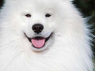 Samoyed headshot