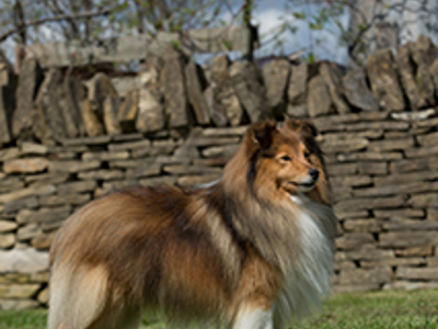 Shetland Sheepdog standing
