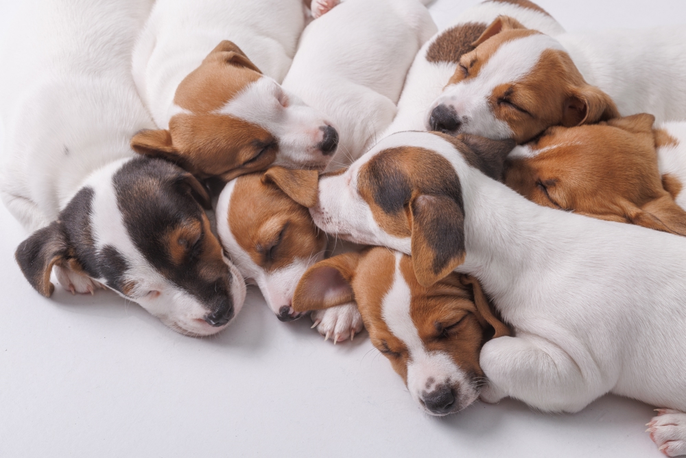 Sleeping Jack Russel Terrier puppies.