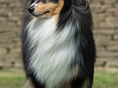 Shetland Sheepdog headshot