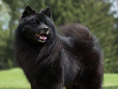 Swedish Lapphund standing