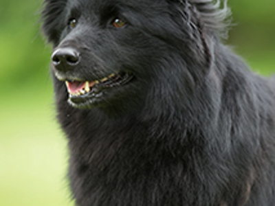 Swedish Lapphund headshot