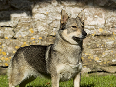 Swedish Vallhund standing