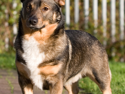 Swedish Vallhund headshot