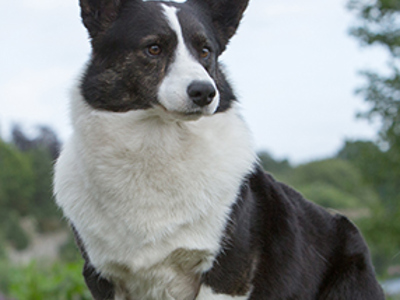 Welsh Corgi Cardigan headshot