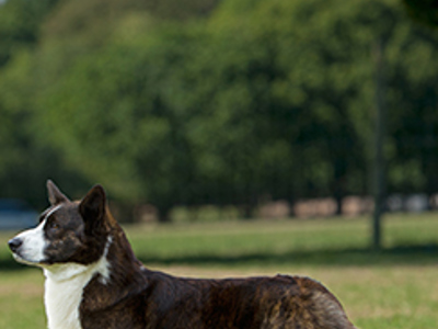 Welsh Corgi Cardigan standing