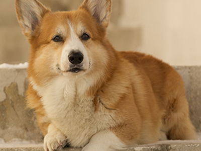 Welsh Corgi Pembroke headshot