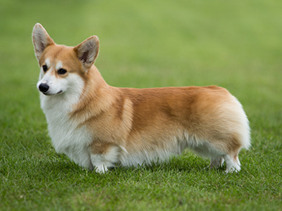 Welsh Corgi Pembroke standing