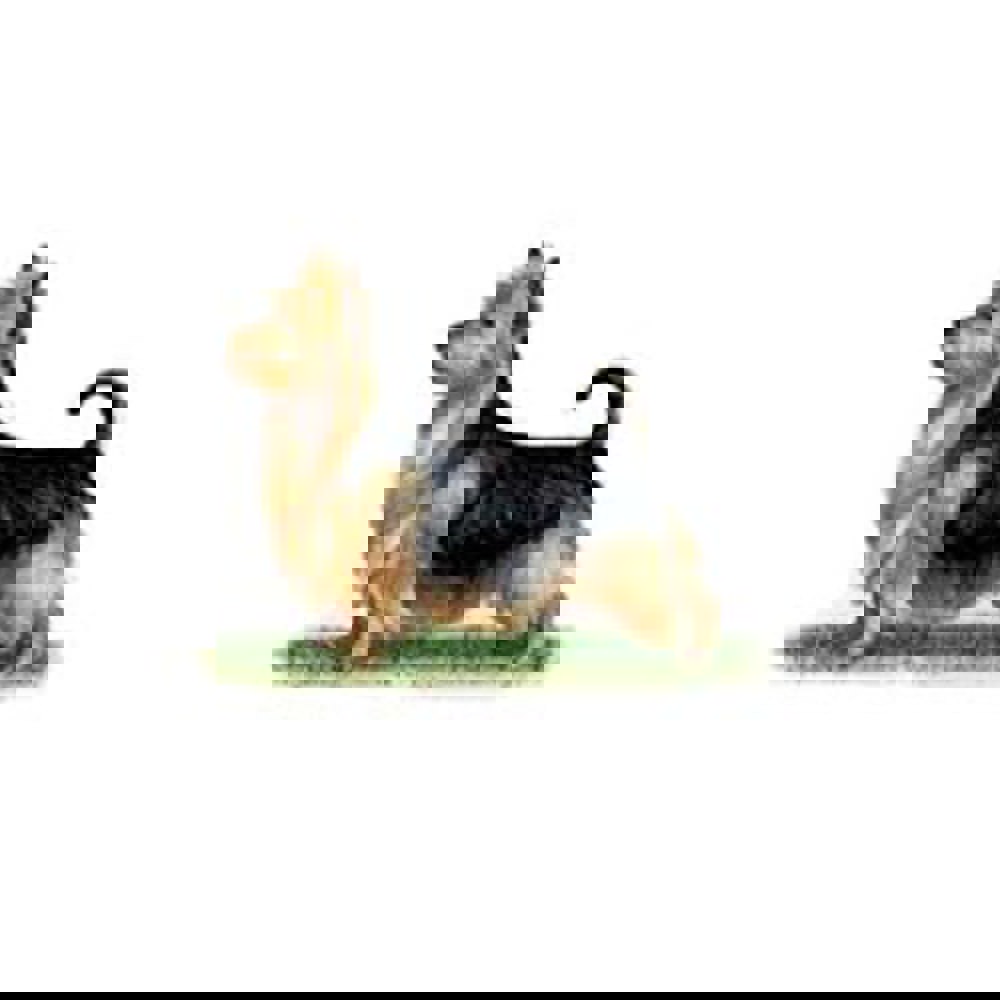 Australian Terrier illustration