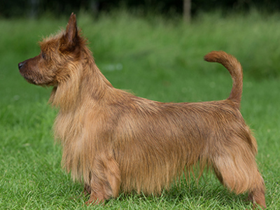 Australian Terrier standing