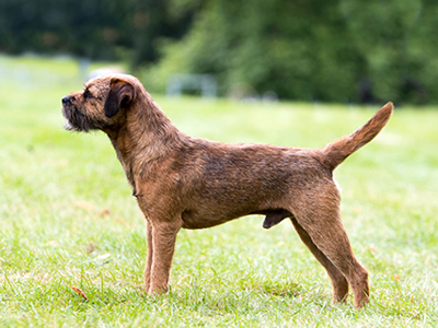Border Terrier standing