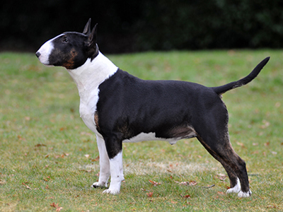 Bull terrier standing