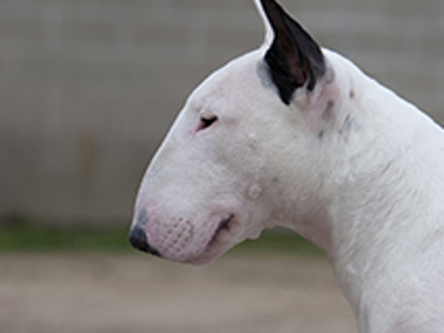 Bull Terrier headshot