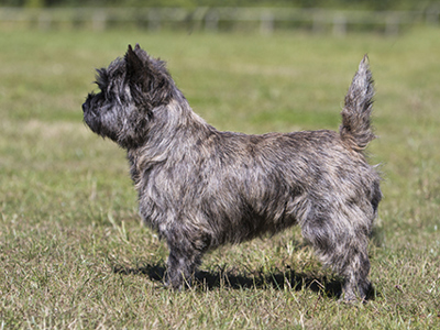 Cairn Terrier standing