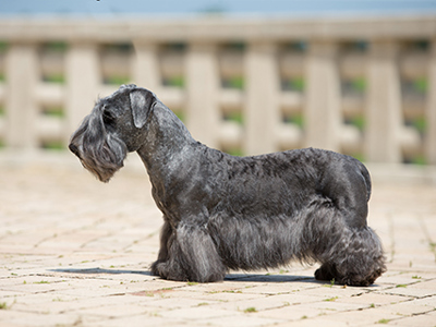 Cesky Terrier standing