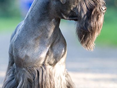 Cesky Terrier headshot