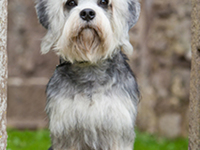 Dandie Dinmont Terrier headshot
